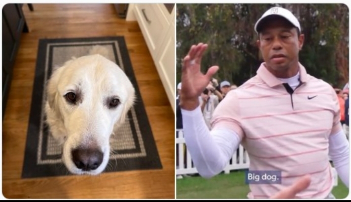 Tiger Woods Meme Melts the Internet